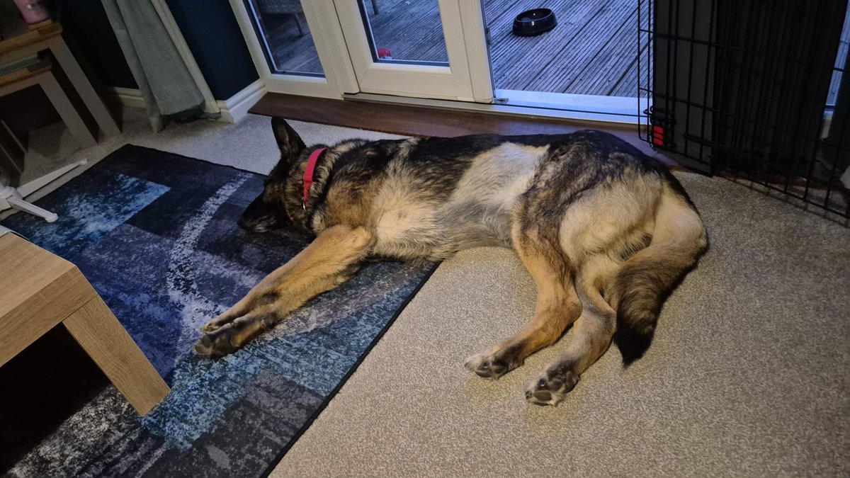 Hoomans away. I'm just snoozing!! Happy Friday Eve lol 💙🐾💙