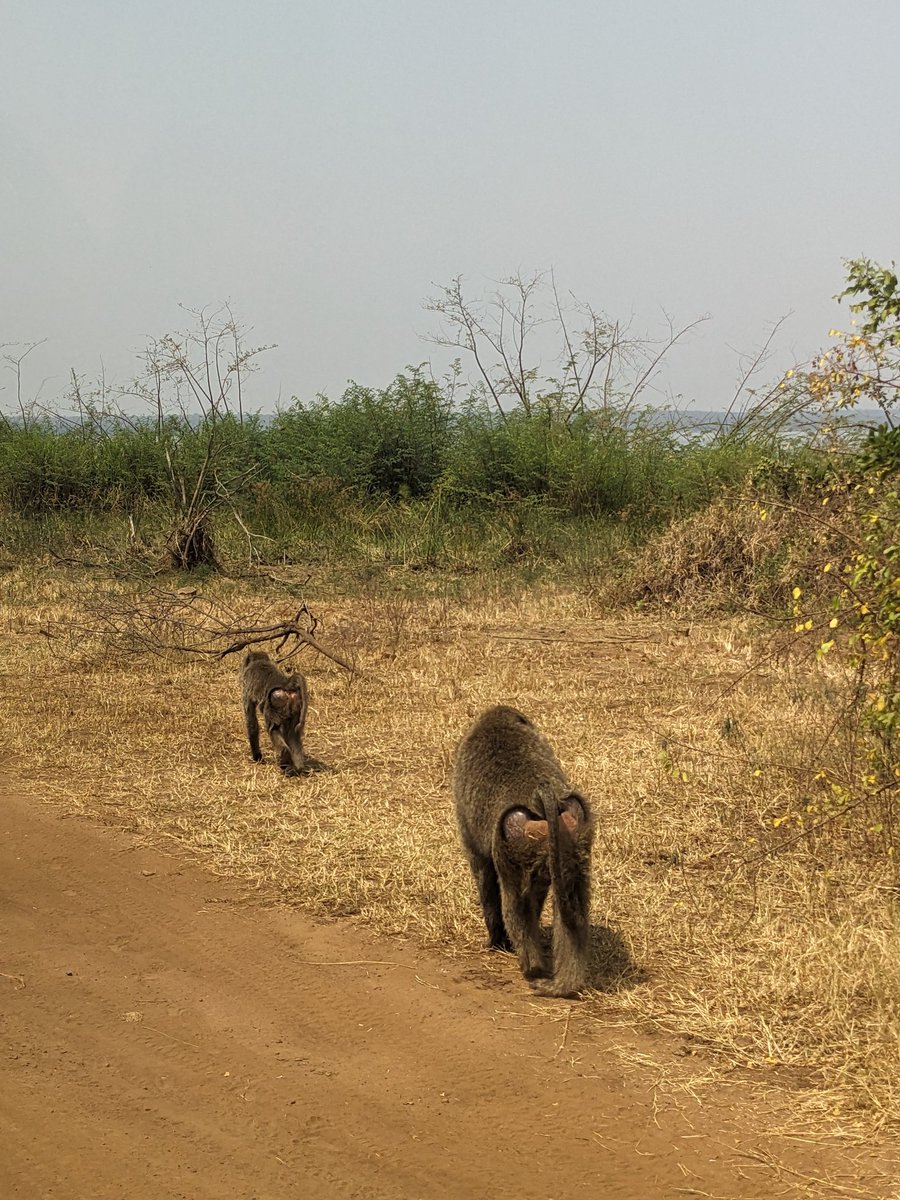 reallifesafaris's tweet photo. Baboons have a varied diet, eating fruits, seeds, insects, and even "small animals 😂🤔😔"
📍 Akagera National park with @reallifesafaris. 
Travel with us then you experience, explore, connect to nature, relax, learn, enjoy...more beyond expectations.
#baboons 
#reallifesafaris https://t.co/573H5bfuOB