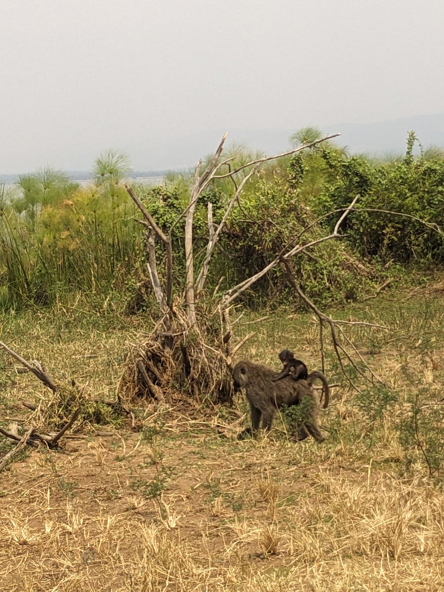 reallifesafaris's tweet photo. Baboons have a varied diet, eating fruits, seeds, insects, and even "small animals 😂🤔😔"
📍 Akagera National park with @reallifesafaris. 
Travel with us then you experience, explore, connect to nature, relax, learn, enjoy...more beyond expectations.
#baboons 
#reallifesafaris https://t.co/573H5bfuOB