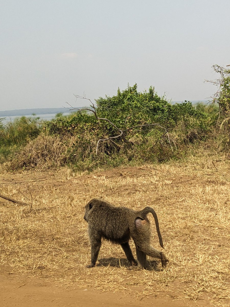 reallifesafaris's tweet photo. Baboons have a varied diet, eating fruits, seeds, insects, and even "small animals 😂🤔😔"
📍 Akagera National park with @reallifesafaris. 
Travel with us then you experience, explore, connect to nature, relax, learn, enjoy...more beyond expectations.
#baboons 
#reallifesafaris https://t.co/573H5bfuOB