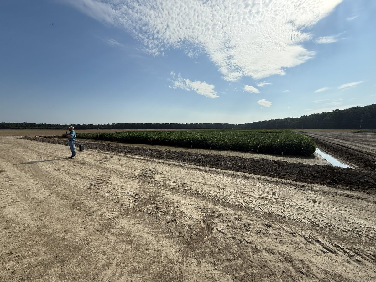 arksoydoc's tweet image. Speaking at the @AginArk  Pine Tree Field Day about @SoybeanScience1 and @arkansassoybean funded soybean research. #soybean