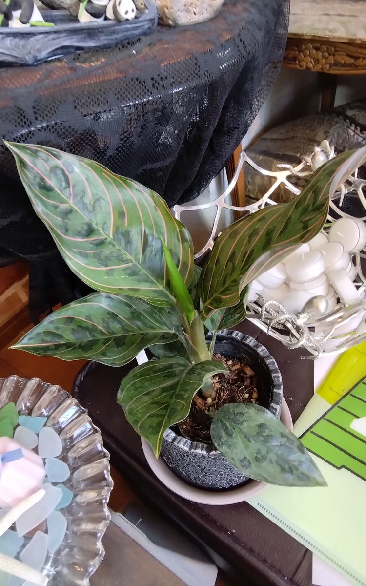 成長がスゲー遅いアグラオネマ
#植物　#観葉植物