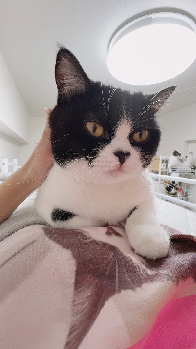 こぶさぶろう さぶろう🐾 (@saburou0214) / Posts / X