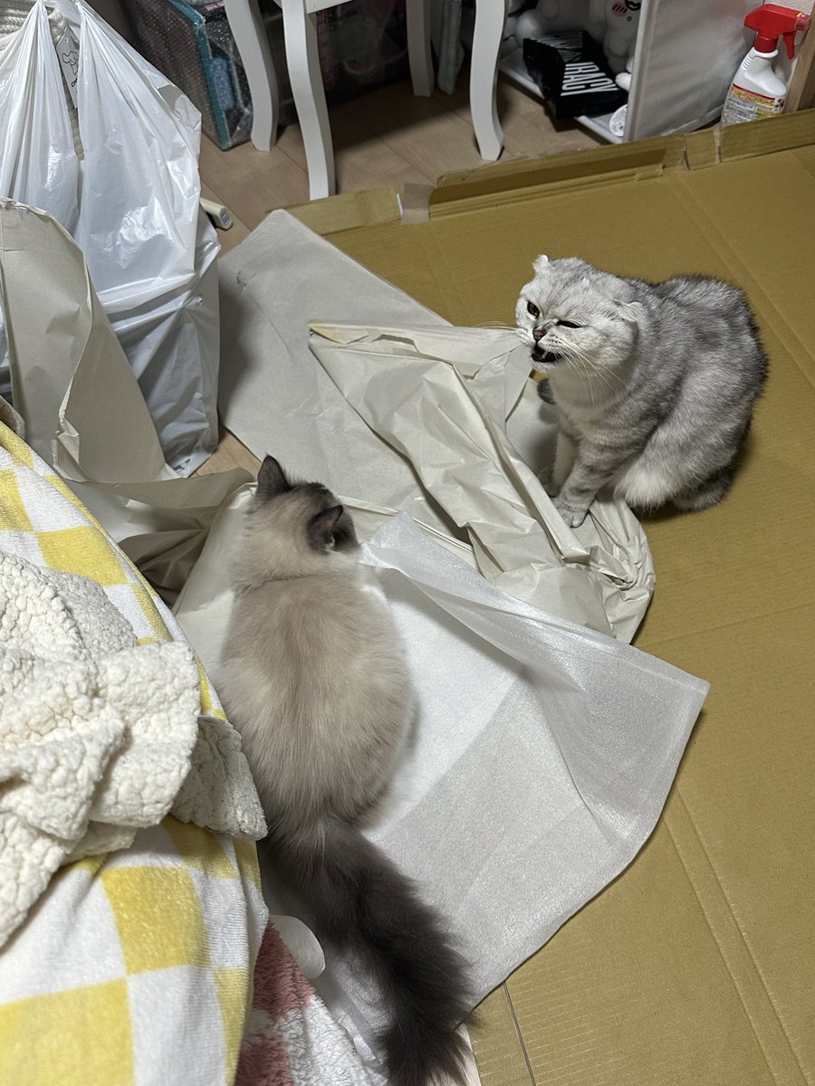 imsayadesu's tweet photo. 今日、新しい棚を組み立てていたら、うちの猫たちがみんなきたw https://t.co/yHEAXcTp1l