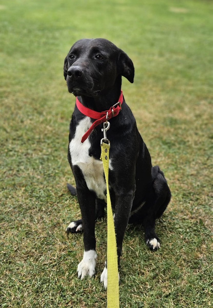 DANIEL EN ADOPCIÓN 😍

Es un bomboncito adorable, un perro suuuper bueno, tranquilo, un poquito tímido pero muy amigo.
Está super listo para ir a un hogar donde lo amen como cada camperito se merece, incondicionalmente 
Enamorate! 🥰 y escribinos a adoptantesdelcampito@gmail.com