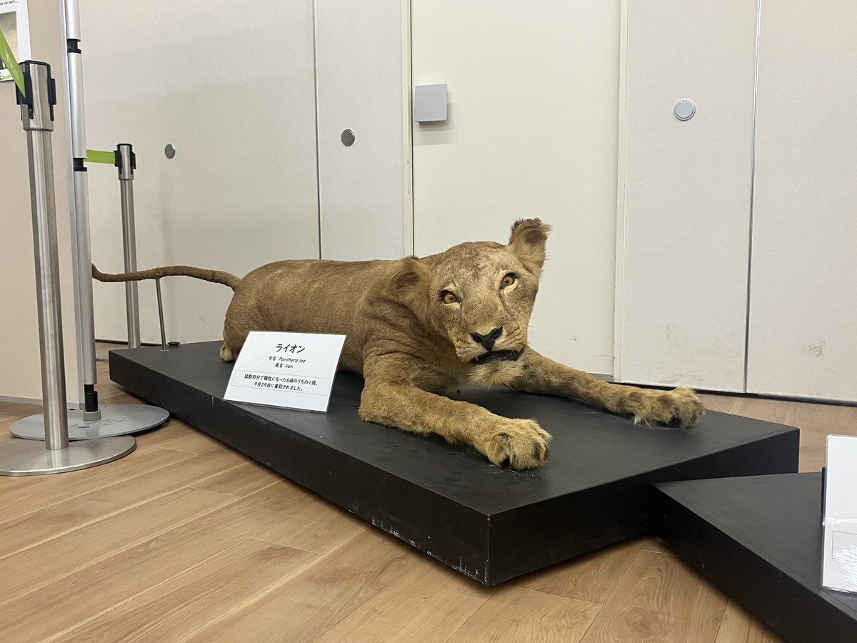 企画展「戦時中の動物園」 実際に犠牲になった動物達の剥製標本を見て