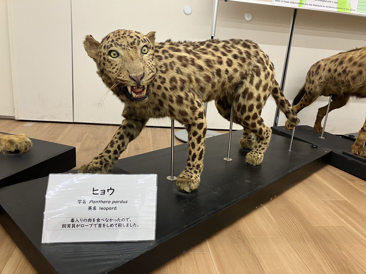 企画展「戦時中の動物園」 実際に犠牲になった動物達の剥製標本を見て