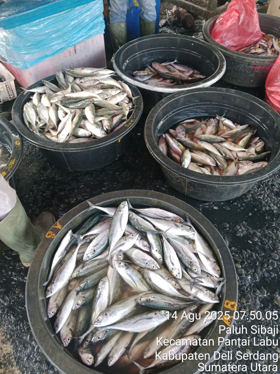 ELuhkan's tweet photo. Kamis (14/08/2025), Eko Santoso-Luhkan DeliSerdang, KUB Bagan Indah, TPI Pantai Labu#produksi tangkap ;  Kembung 36kg, Cincaro 23kg; Gulama 8kg; harga lelang,#GiatLuhkanSatmingkalMedan#LuhLapor
#KabDeliSerdang
@bppsdm_bp3Medan
@pusluhkp
@bppsdm_kp https://t.co/3i6v8zzLDF