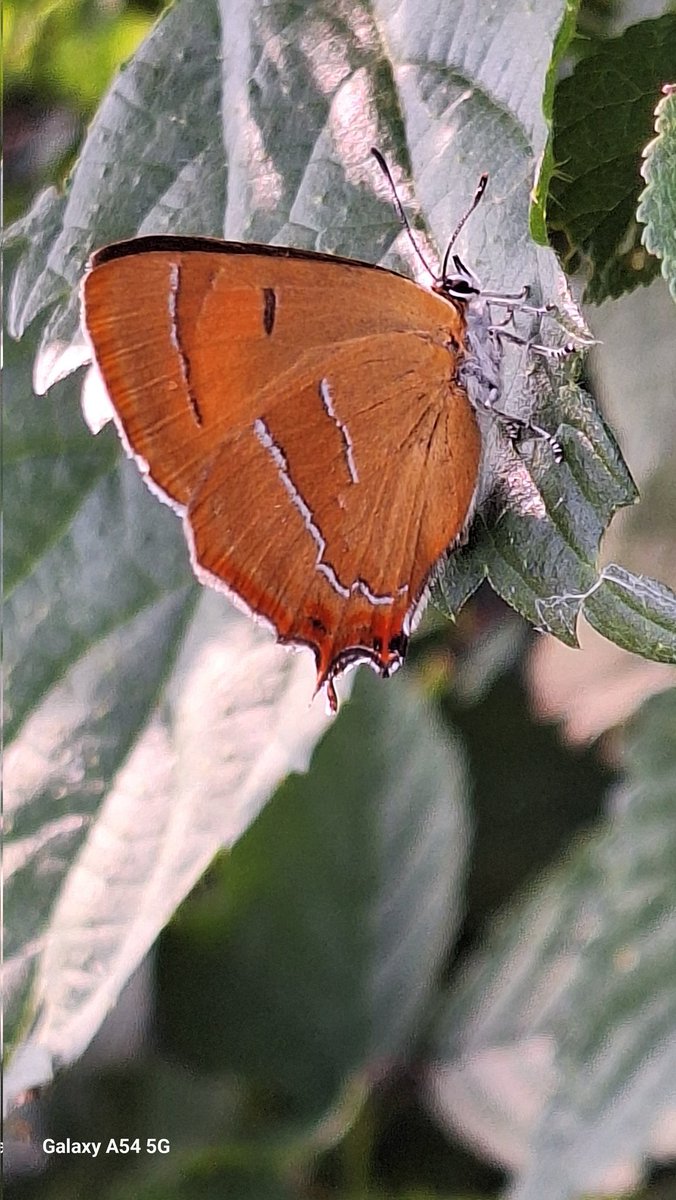 Gisteren weer eens gezien, sleedoornpage.