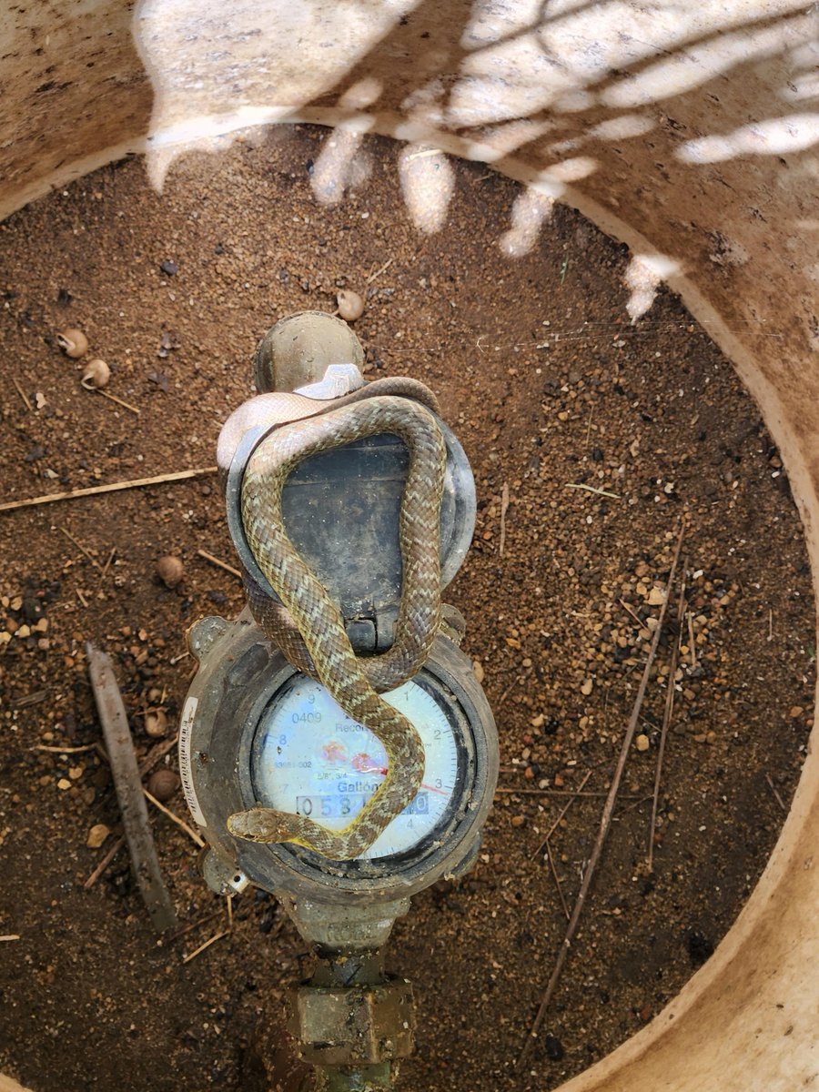 While routine monitoring on a sweltering afternoon, Kai Jundt lifted a manhole cover and found an unexpected “coworker”. Even though our new friend didn’t contribute much to the data collection, it’s a reminder that our work connects us to both the natural and built environments.