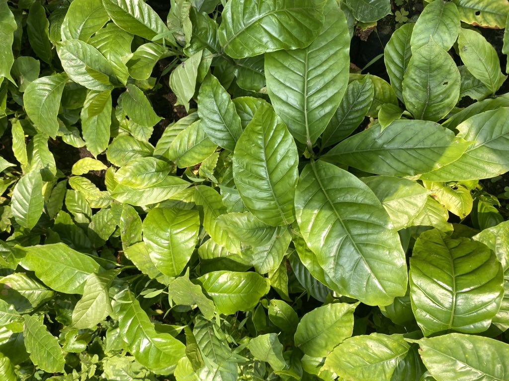 Uganda Coffee Farmers Alliance (UCFA) tweet media