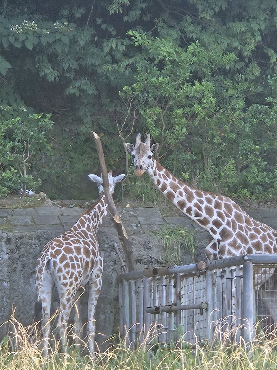 avabei's tweet image. 動物園🐼