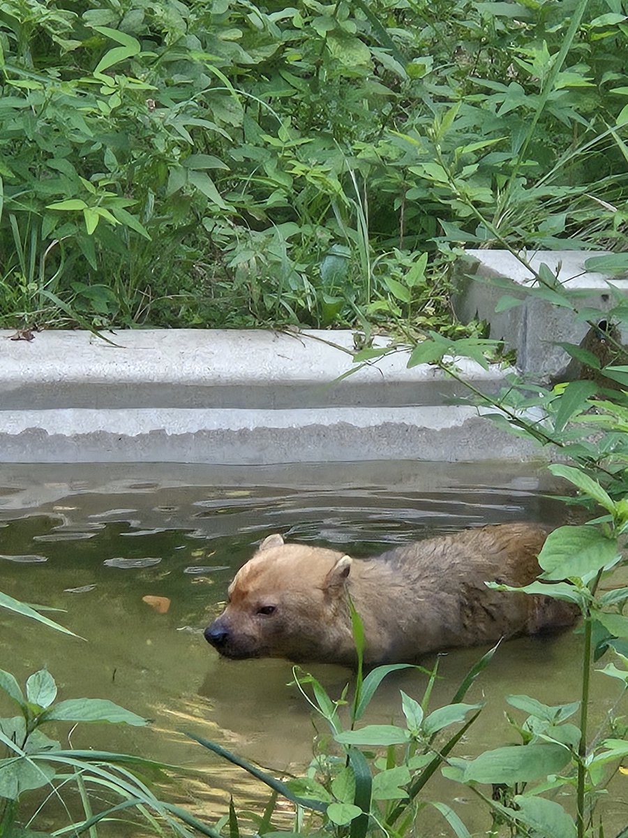 avabei's tweet image. 動物園🐼