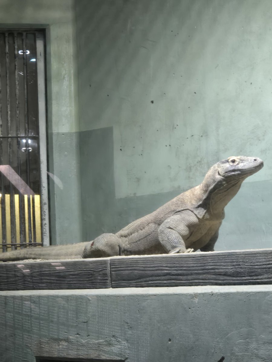 avabei's tweet image. 動物園🐼