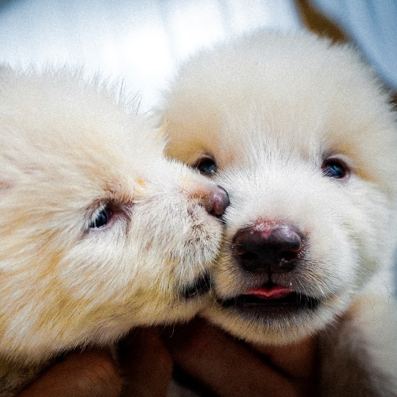 BenLamm's tweet photo. Hard to believe, but our direwolves turn 1 next month. Their story is only the beginning of a much bigger mission. 

Follow along as we work to bring back other long-extinct creatures like the Mammoth and the Moa.