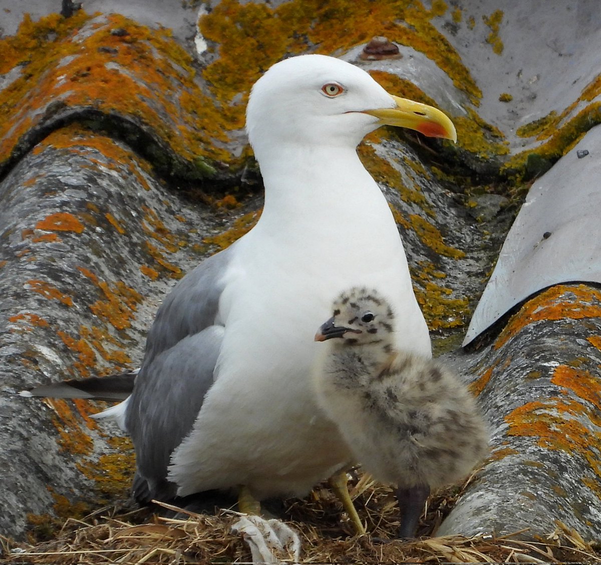 JuanjoDospunto0's tweet photo. Gaviota patiamarilla cuidando de su pollo (Larus michahellis).
#laridae #gaviotapatiamarilla #yellowleggedgull https://t.co/zlGEBT81rS