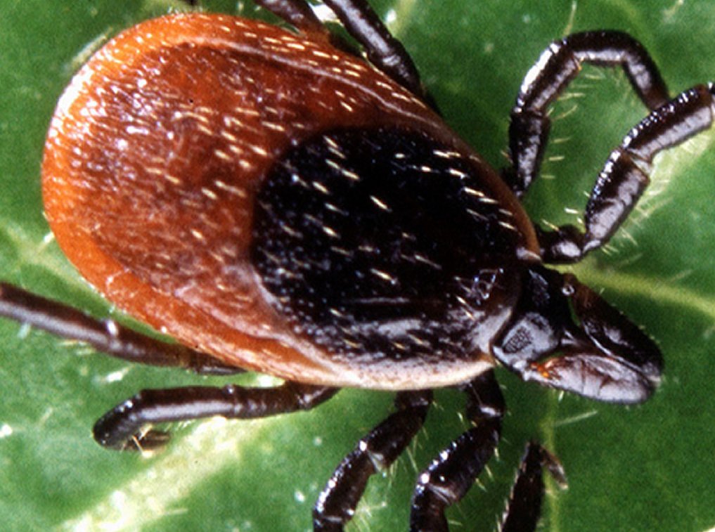 #Lymedisease has reached epidemic levels in #NorthCarolina Find help here: LymeDiseaseDoctor.com

#LymeDisease #LymeDiseaseTreatment #LateLymeDisease #ChronicLymeDisease #LongLymeDisease #LymeDiseaseDoctor #LymeDiseaseRecovery