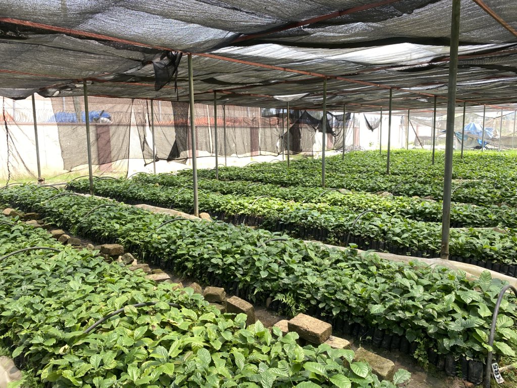 Uganda Coffee Farmers Alliance (UCFA) tweet media