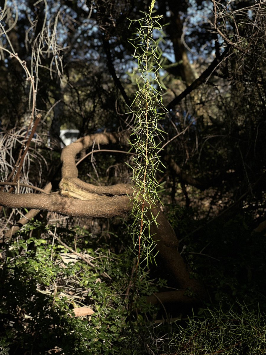 Spring is coming in Melbourne🌷💕