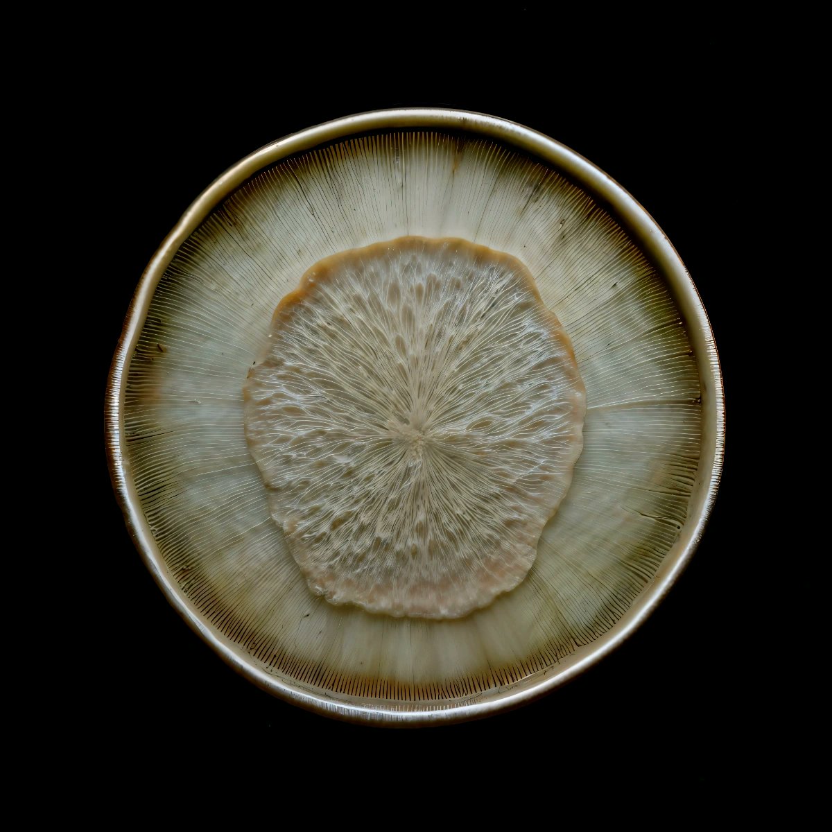 syscry_'s tweet photo. mycelium network:abstraction (II, XX) by SYS™
→ https://t.co/80aJN77nlj https://t.co/fM3Vbq8yXu