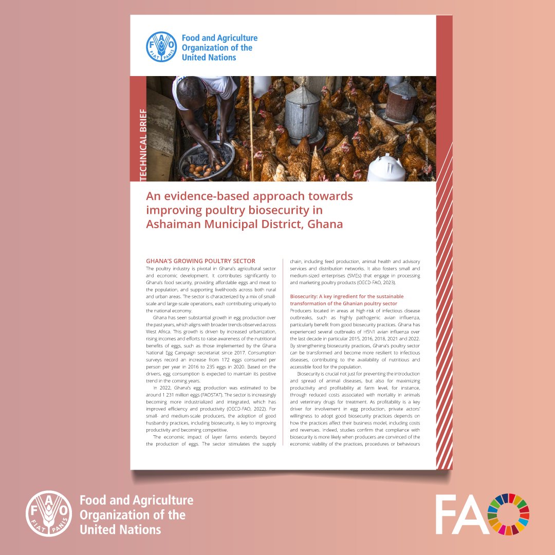 FAOLivestock's tweet image. To build a resilient poultry sector in 🇬🇭, we need:

📜 Stronger regulations
👩‍🌾Support for farmers
🔬 Surveillance &amp;amp; early detection
🏥 Rapid response to disease outbreaks

A healthier poultry sector means a stronger food system! 🐔🌾bit.ly/42CbMXN

#PMPTAB #Biosecurity