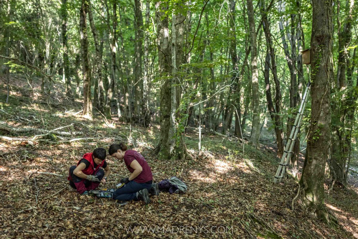 ProjecteLiro's tweet image. 🌿 Ha començat el treball de camp del #ProjecteLiró!

El juliol passat vam revisar 200 caixes niu (10 estacions) al PNZV Garrotxa, PN Capçaleres del Ter i Freser, PN Montnegre-Corredor i PN-RB del Montseny. 

Si voleu saber què vam trobar seguiu el fil👇

📷: @EdgarMadrenys