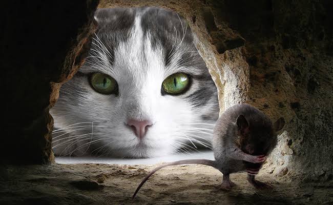 L'objectif d'aujourd'hui est de faire danser la souris devant le chat, et on verra ce que le chat fera.