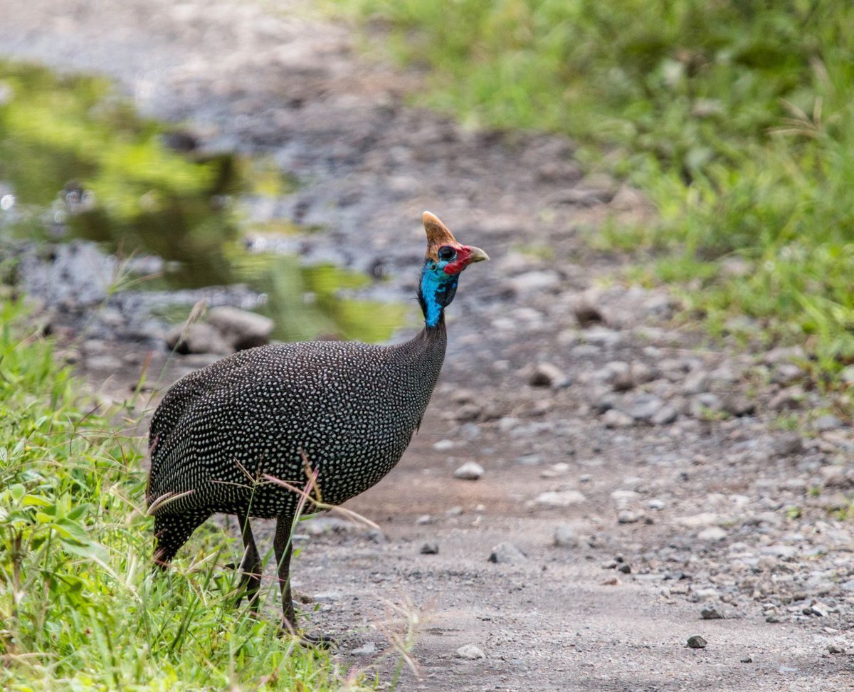 Birding University tweet media