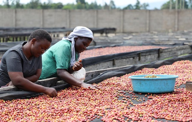 Gov't: Uganda coffee not to face EU sanctions-wp.me/p7FLkS-1qth?ut…