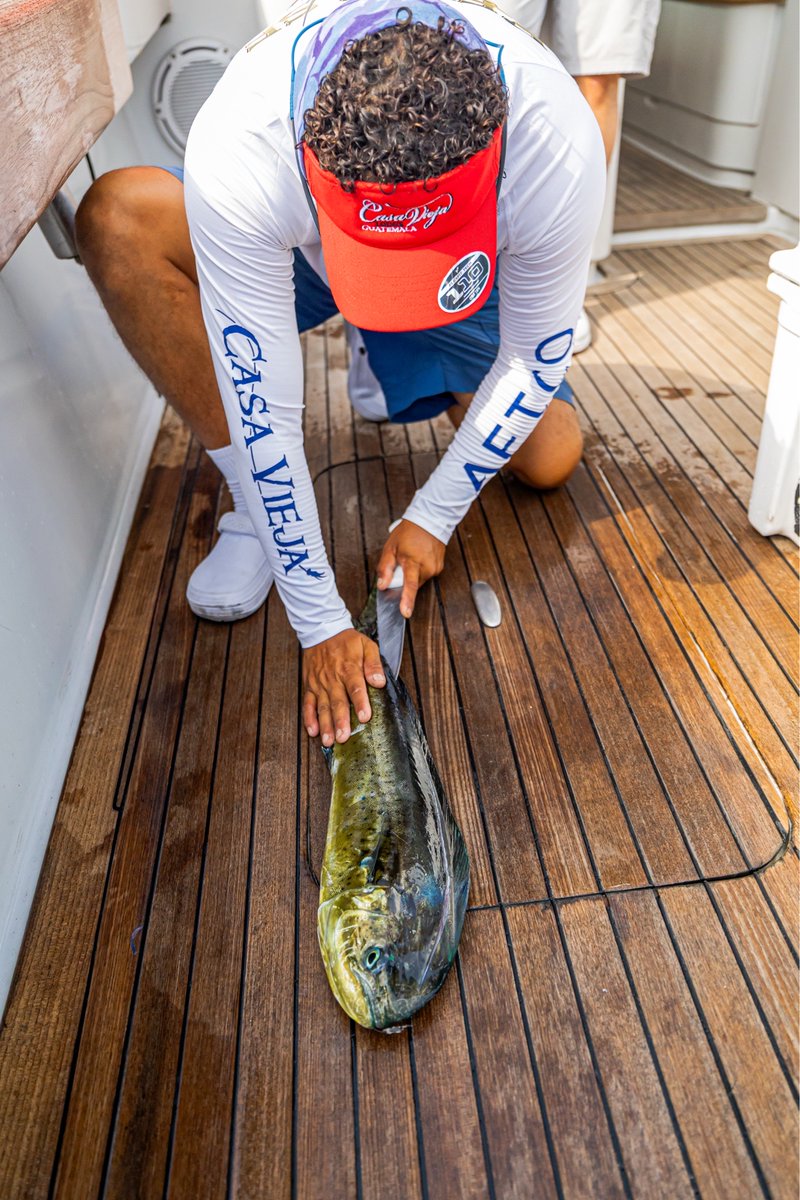 CasaViejaLodge's tweet photo. From ocean to galley in record time—nothing beats our hot-off-the-grill mahi sandwiches for lunch (only at @casaviejalodge 😏)
Swipe to see the ‘before’ shot of the freshest lunch you’ll ever have!
#casaviejalodge #guatemala #fishinglodge #offshore #dorado #mahimahi #dolphinfish https://t.co/C1trFwkWYT