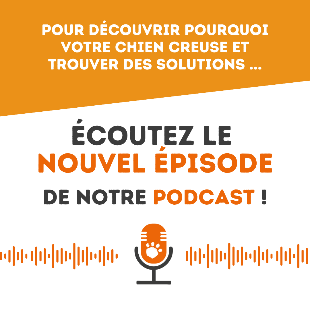 [PETCAST] Votre chien transforme votre jardin en chantier archéologique ?🐾️Pas de panique, il ne fait pas ça pour vous embêter !

Dans ce nouvel épisode du podcast de la SPA, on s’intéresse à un comportement courant mais parfois mal compris : le creusage. Pourquoi votre