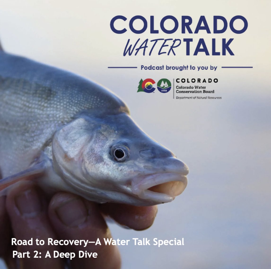 Drumroll... we're dropping the long-awaited Part 2 of our special Recovery Program podcast series! Join Ben, Katie, and Erik as they take a deep dive into the Upper CO &amp; San Juan River Basin Endangered Fish Recovery Programs--featuring CWCB's Kara Scheel! creators.spotify.com/pod/profile/cw…