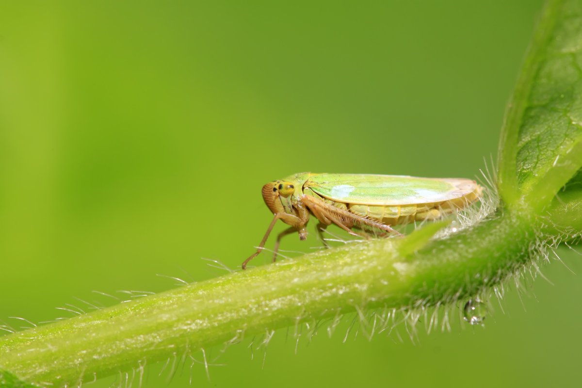 innatureteas's tweet image. 🦗 A grasshopper that makes tea taste better?
The tea jassid’s leaf nibbling triggers the leaf's response, giving oolong their signature honeyed, fruity notes. 

Want to give Oolong a try? 
👉 innatureteas.com

#TeaFacts #OolongTea #LooseLeafTea #TeaCulture