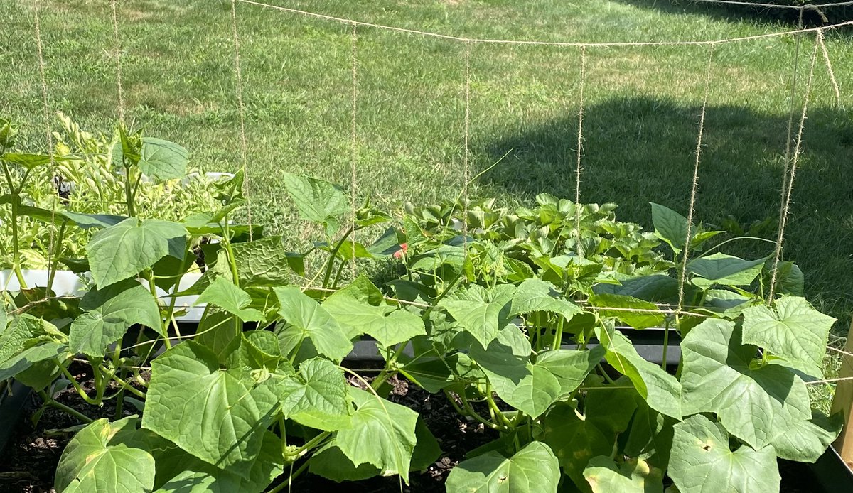 Rope trellises are a great and cost effective way to give your climbing plants a way to climb! These Boston pickling cucumbers have started theirs!