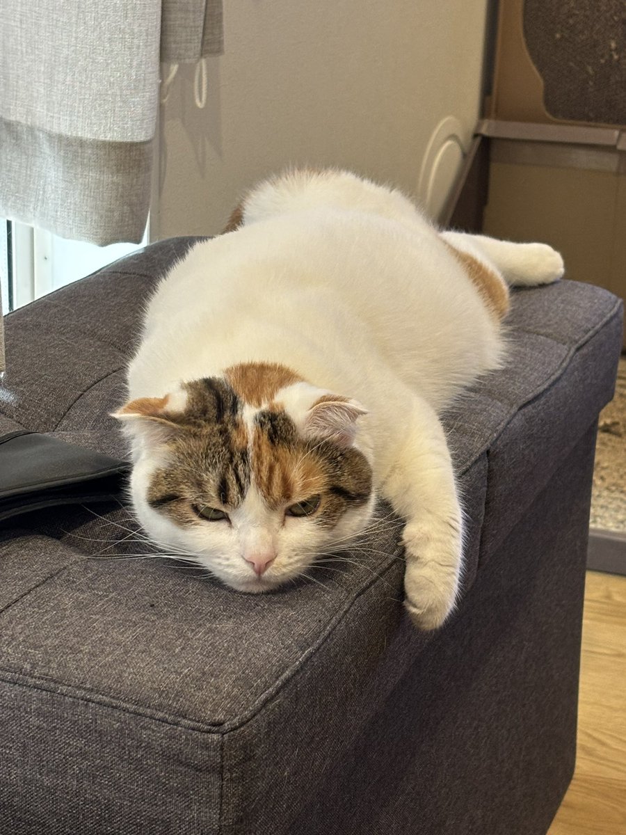 sasa_warabi's tweet photo. 目つき悪にゃん

#cat
#スコティッシュ https://t.co/y2e0Mp2AJY