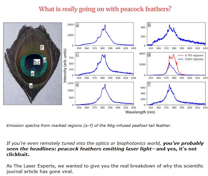 If you're not signed up for our Wavelength Wednesday newsletter then you missed out on some science behind the headlines of peacock feathers! 

ICYMI: When pumped with 532-nm pulsed green laser light, the feathers' eyespots—those iconic iridescent spots—emit coherent