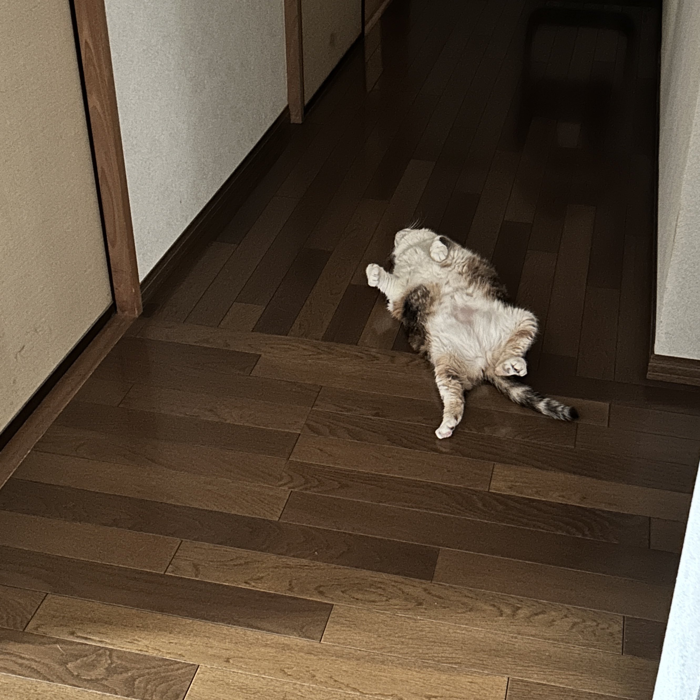 つぶあん on X: 