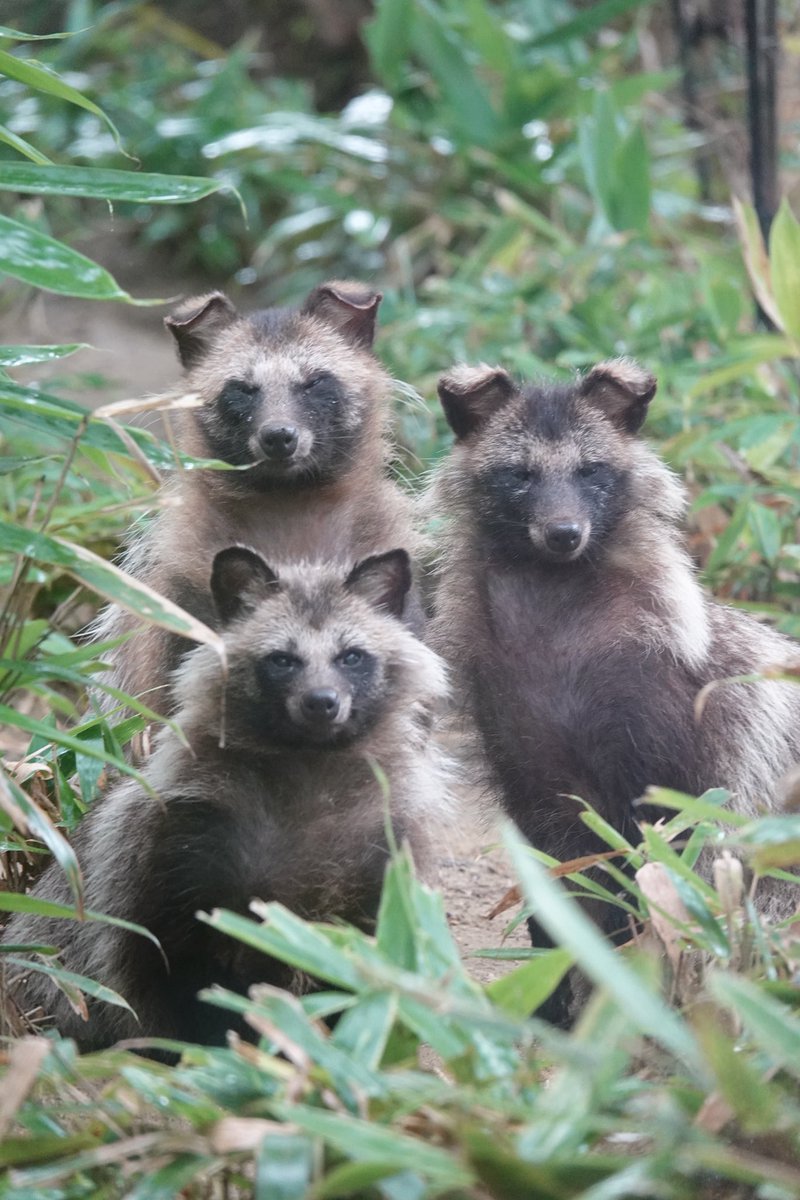 家族写真🖼

 #ホンドタヌキ
 #正吉？  #おキヨ  #育三郎