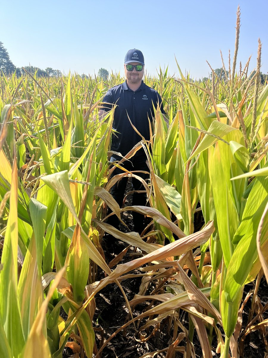 Sad reality check in Norfolk county, one of many tough counties in Ontario this season. Less than 2” of rain since May. Large areas in fields with no yield… blank ears and not harvestable ears. 18.7 bu/ac corn yield estimate. #ONYield25 <a href="/Maizex/">Maizex Seeds</a> <a href="/TaurusAgTeam/">Taurus Ag</a> <a href="/FarmsMarketing/">Risk Management</a>