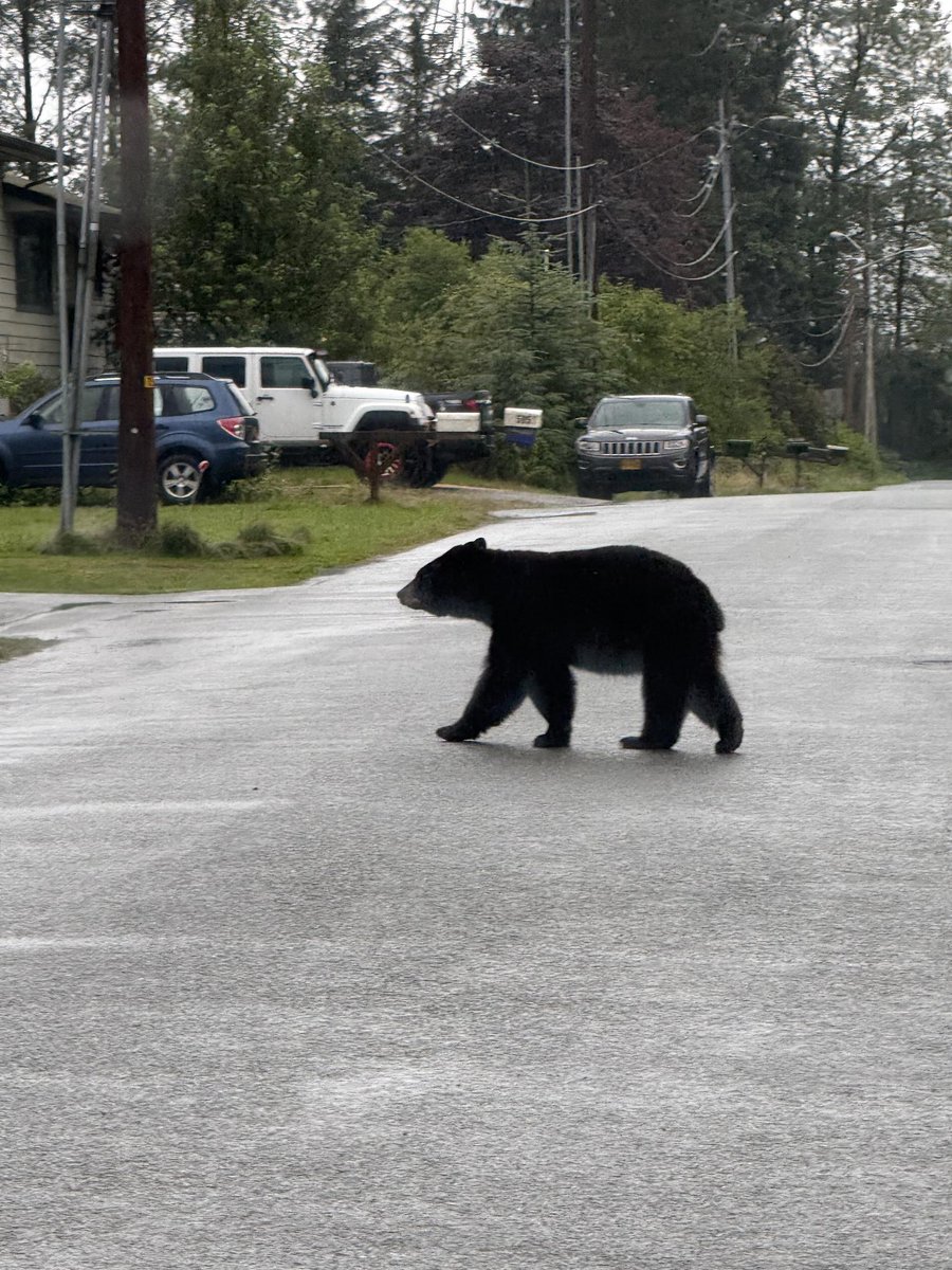 MHSolutions_LLC's tweet image. 🌄🐻🦅 Wrapping up the week with breathtaking views from Alaska!

The M.H. Solutions team had the chance to soak in the beauty while staying hard at work. Here&apos;s to balancing big projects with big adventures. 💼✈️

Happy Friday, everyone!

#MHsolutions #AlaskaViews #WorkAndWander