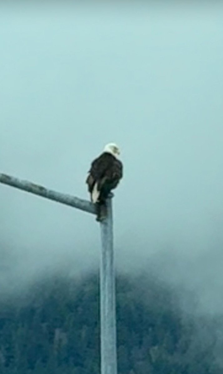 MHSolutions_LLC's tweet image. 🌄🐻🦅 Wrapping up the week with breathtaking views from Alaska!

The M.H. Solutions team had the chance to soak in the beauty while staying hard at work. Here&apos;s to balancing big projects with big adventures. 💼✈️

Happy Friday, everyone!

#MHsolutions #AlaskaViews #WorkAndWander