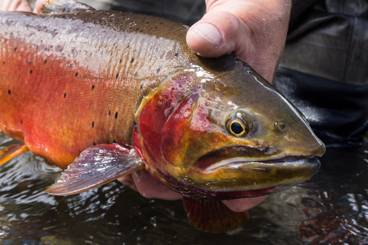 USGSCoopUnits 🐾 🎣 tweet media