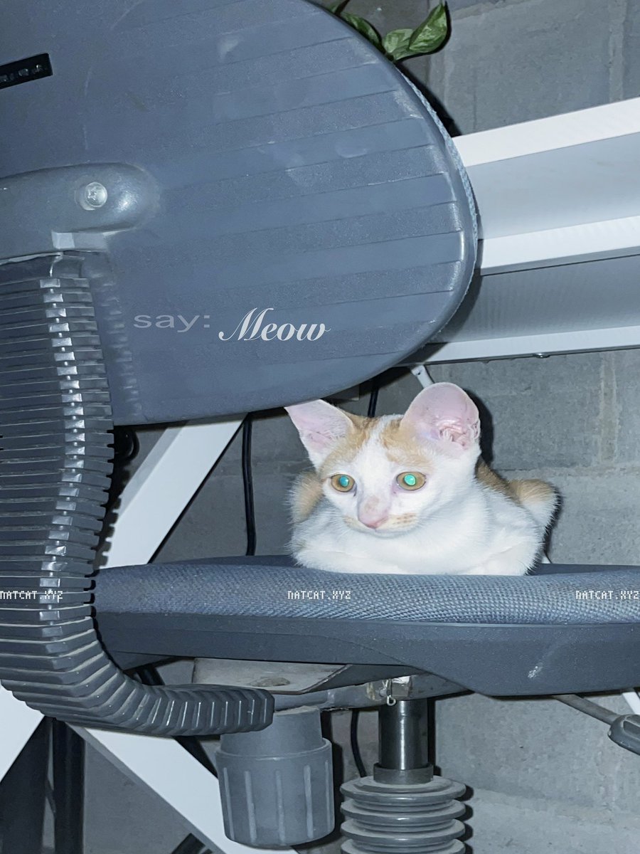 Meowing today