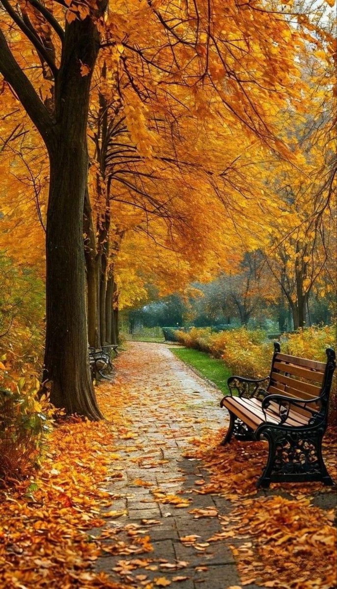 Naji_alt's tweet image. Golden whispers of autumn painting the path with magic 🍂✨
#AutumnVibes #GoldenPath #FallMagic #NatureBeauty #PeacefulEscape