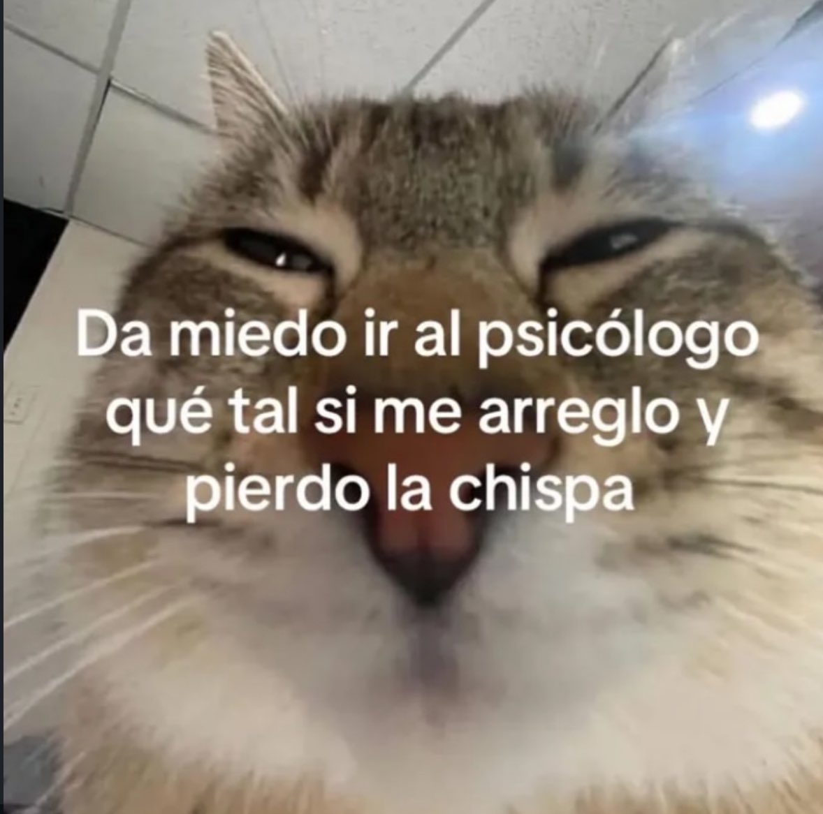 Animalesaprieto's tweet image. 