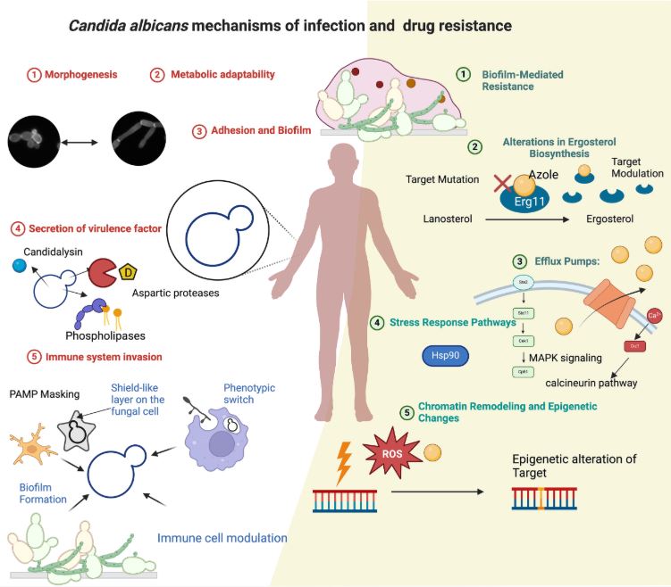 Check out August <a href="/CanJMicrobio/">Canadian Journal of Microbiology</a>🔬 #EditorsChoice (#FreeAccess)

Candida albicans: a historical overview of investigations into an important human pathogen
Shrivastava &amp; Whiteway

📖 ow.ly/5Slm50WFFuE
🔗 ow.ly/T8cK50WFFKx

<a href="/M_Shrivastava10/">Manjari Shrivastava</a> <a href="/Concordia/">Concordia University</a> <a href="/ucsf/">UC San Francisco</a> <a href="/karidunfield/">kari dunfield</a>
