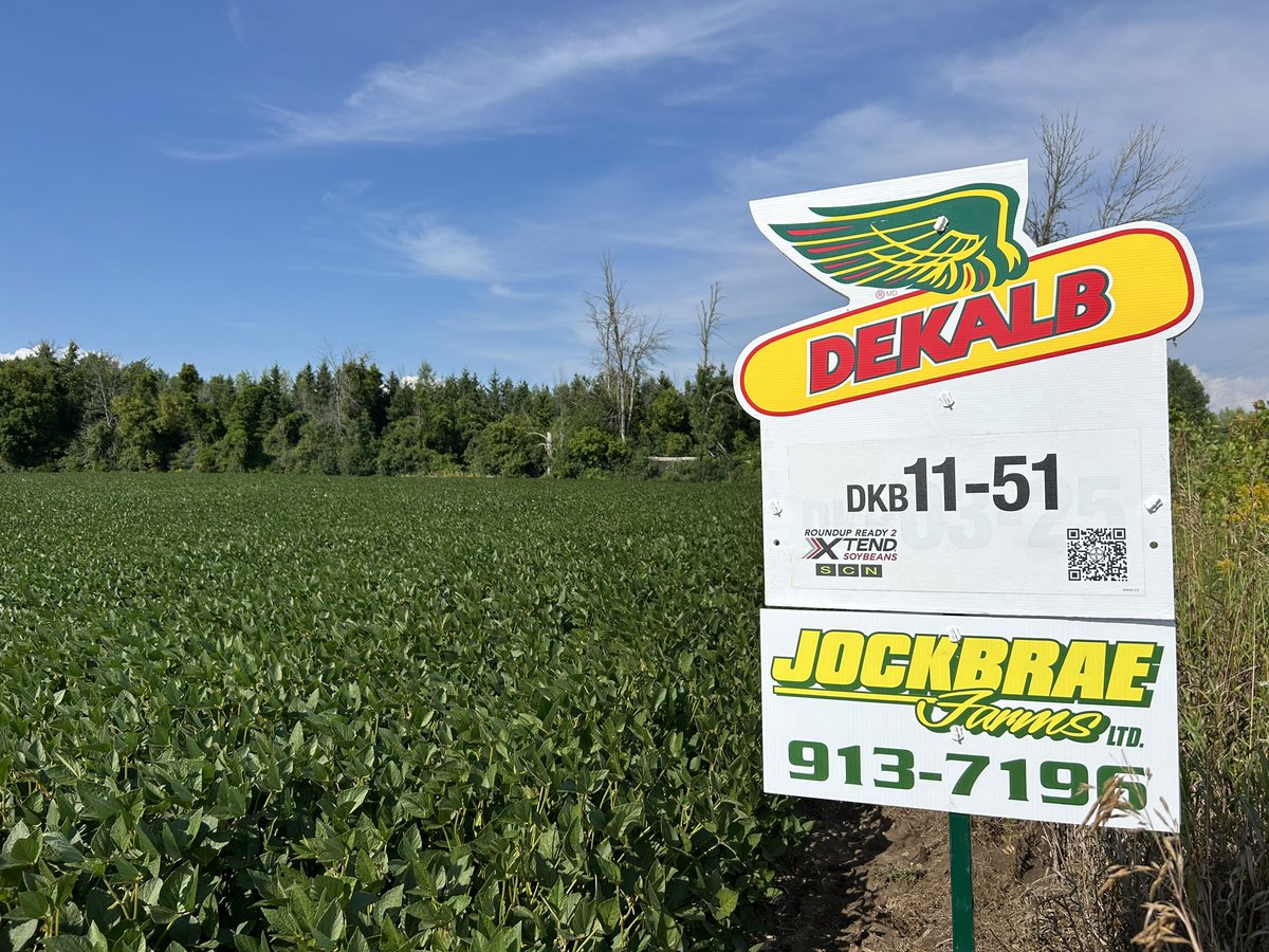 Smithdale Farm’s DKB11-51s are looking happier after yesterday’s rain!
