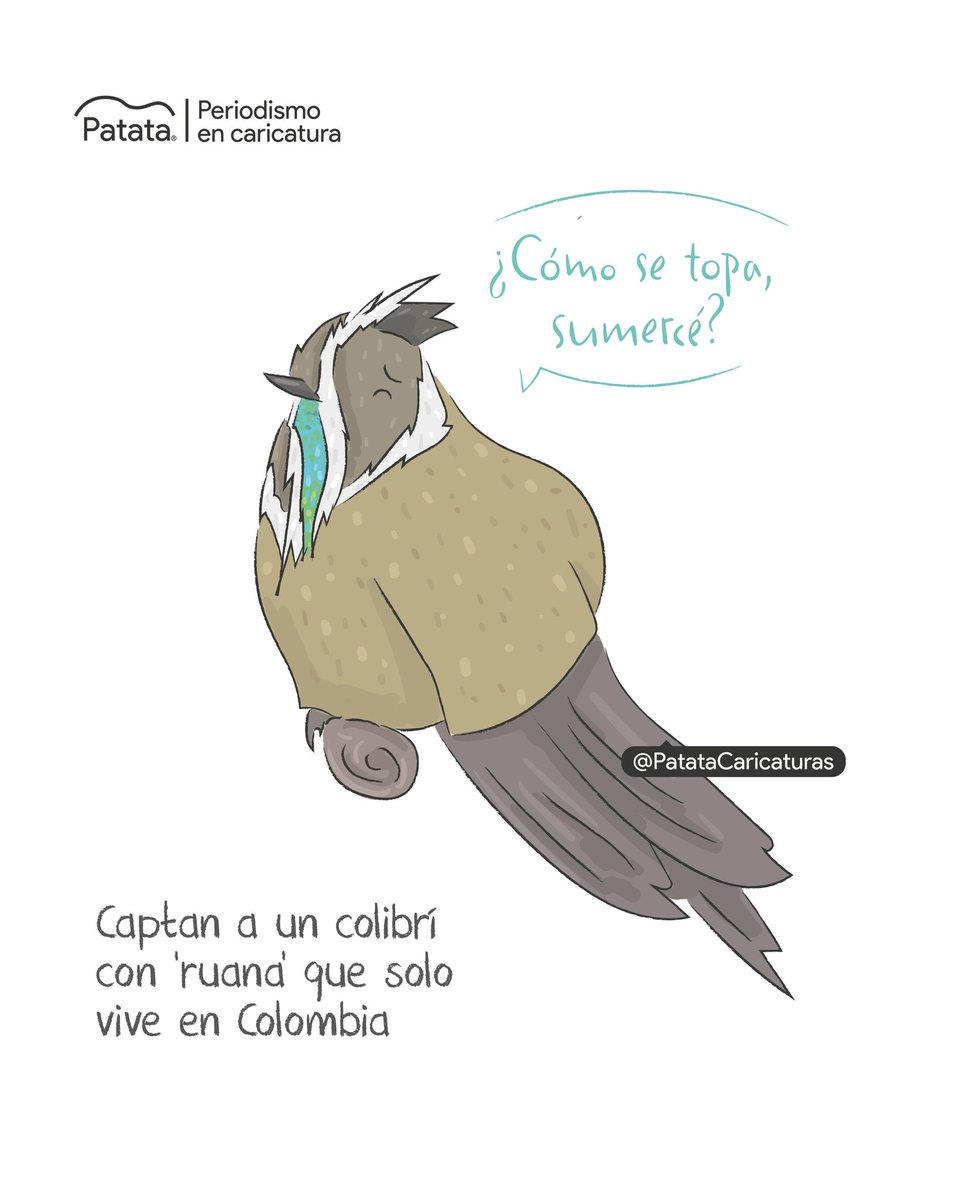 Captan a colibrí con 'ruana' 🪽🇨🇴
🧵