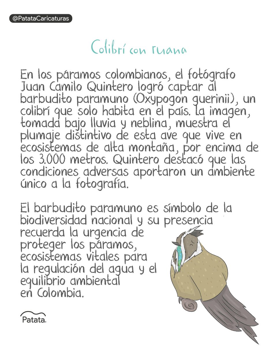 PATATAdibujo's tweet photo. Captan a colibrí con 'ruana' 🪽🇨🇴 https://t.co/HgDP5Pd0Qm