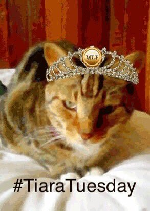 Nutmeg's Crew🌻🇺🇦 (@catgirl321) on Twitter photo <a href="/FreeTonyTiger/">Free Tony The Tiger</a> <a href="/NewttheCat/">Newt Liver Shunt Cat</a> <a href="/TonyTiger2000/">Tony Tiger</a> <a href="/lucyliberte/">Lucy</a> <a href="/IAmSmittyKitty/">Smitty</a> <a href="/Malaguena915/">Malagueña</a> <a href="/micandgracie/">JustGracie</a> <a href="/IAmTweeterKitty/">TweeterKitty</a> <a href="/KimHNorris/">KimSaysVoteBlue</a> <a href="/wahlacat/">Bobbie.</a> <a href="/Cool_Cat_/">Cool Cat </a> 8/12/25👑
I with <a href="/TonyTiger2000/">Tony Tiger</a> Angel Tony, both wearing our Tiaras, alongside efurryone here at Rainbow Bridge, to honour awesome #TiaraTuesday founder and dearest furiend <a href="/NewttheCat/">Newt Liver Shunt Cat</a> NEWT🌈 with our most heartfelt GENTLE ROARS❤️😽🐯
🤍#WeAreFamalee <a href="/NewttheCat/">Newt Liver Shunt Cat</a> #AngelsTogether <a href="/FreeTonyTiger/">Free Tony The Tiger</a> <a href="/NewttheCat/">Newt Liver Shunt Cat</a> <a href="/TonyTiger2000/">Tony Tiger</a> <a href="/lucyliberte/">Lucy</a> <a href="/IAmSmittyKitty/">Smitty</a> <a href="/Malaguena915/">Malagueña</a> <a href="/micandgracie/">JustGracie</a> <a href="/IAmTweeterKitty/">TweeterKitty</a> <a href="/KimHNorris/">KimSaysVoteBlue</a> <a href="/wahlacat/">Bobbie.</a> <a href="/Cool_Cat_/">Cool Cat </a> 8/12/25👑
I with <a href="/TonyTiger2000/">Tony Tiger</a> Angel Tony, both wearing our Tiaras, alongside efurryone here at Rainbow Bridge, to honour awesome #TiaraTuesday founder and dearest furiend <a href="/NewttheCat/">Newt Liver Shunt Cat</a> NEWT🌈 with our most heartfelt GENTLE ROARS❤️😽🐯
🤍#WeAreFamalee <a href="/NewttheCat/">Newt Liver Shunt Cat</a> #AngelsTogether
